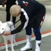 WWE Cody Rhodes H3E Dog Pharaoh Fleece Track Black And White Jacket back view